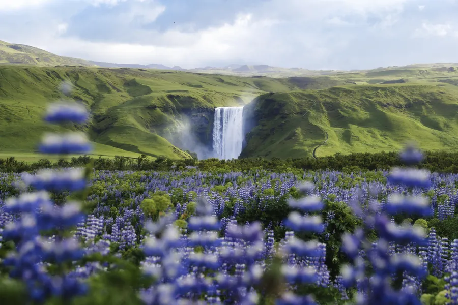 Skógafoss waterfall in Iceland behind a field of purple lupines.